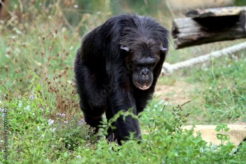 singe
