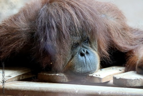 orang outan