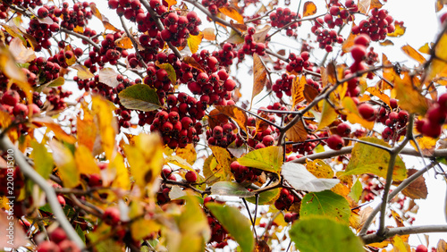 Fotografía Close-up of red hawthorn berries and colorful autumn leaves on tree branches