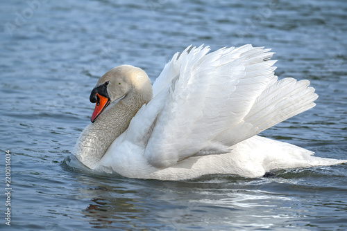 Fotografía mute swan cygnus olor