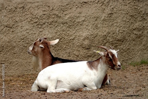chèvre