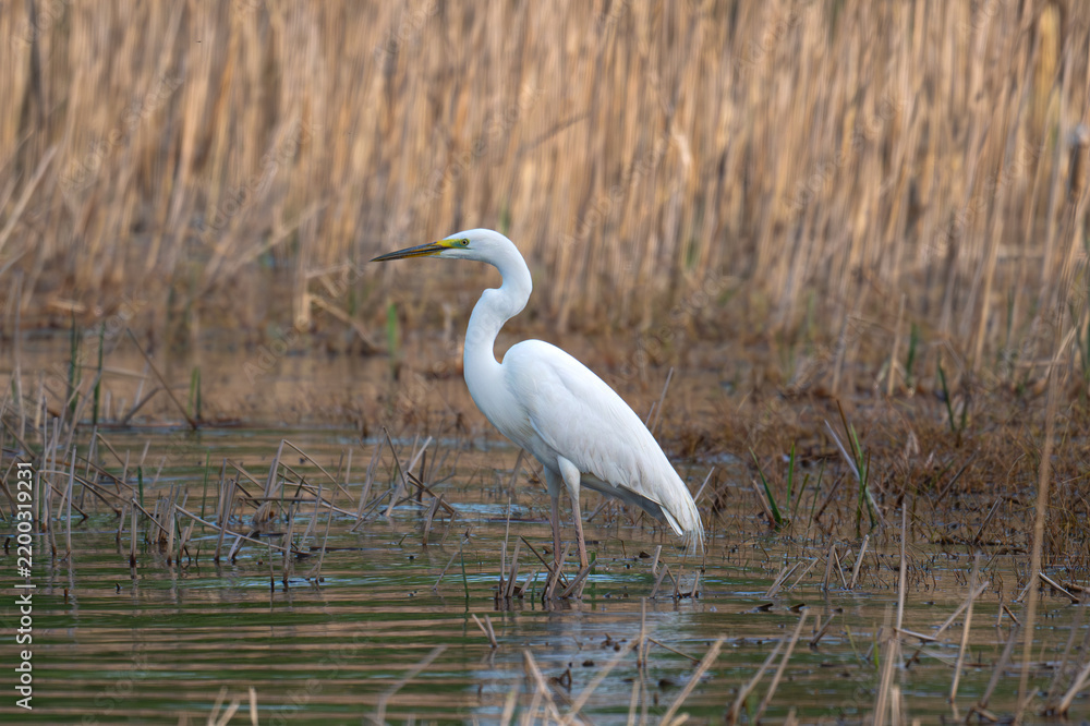 Obraz premium great blue heron ardea cinerea