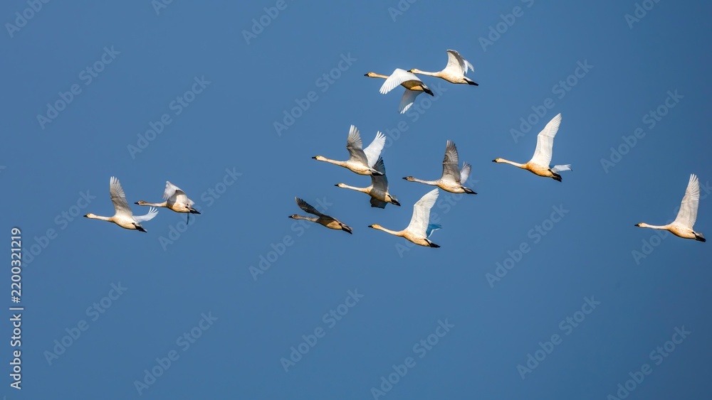 Obraz premium flock of seagulls