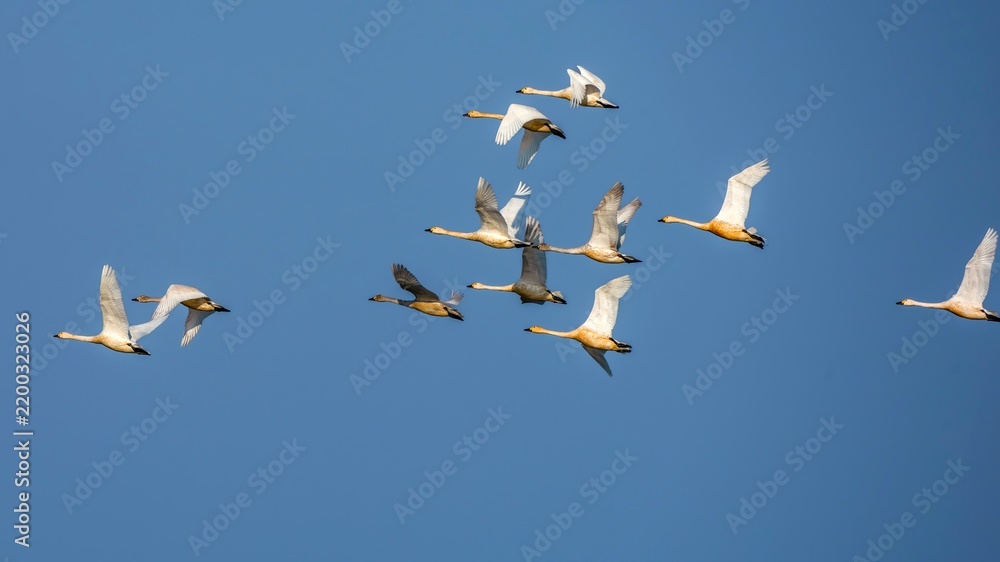 Fototapeta premium seagulls in flight