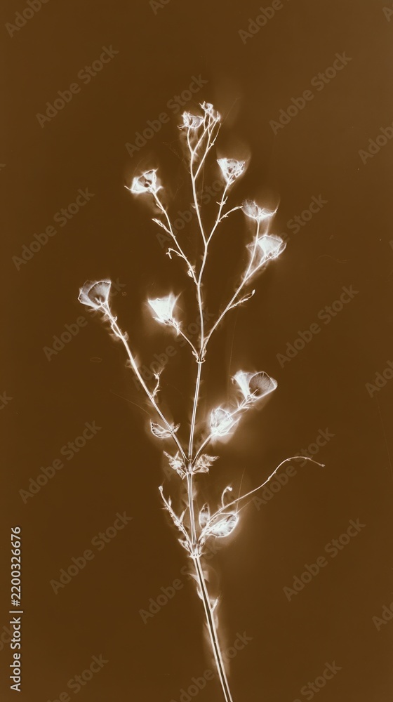 Obraz premium Sepia-toned floral silhouette, perfect for an elegant mobile wallpaper.