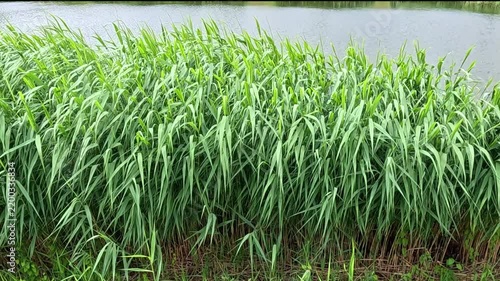 Tall green reeds sway gently in the breeze beside a calm water's edge, leaves rustling and moving rhythmically throughout the sequence under bright natural daylight outdoors.