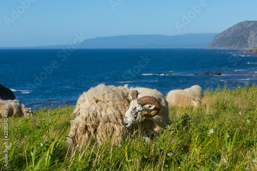 Tapety artystyczne Sheep in Canada