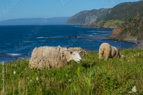 Tapety artystyczne Sheep in Canada