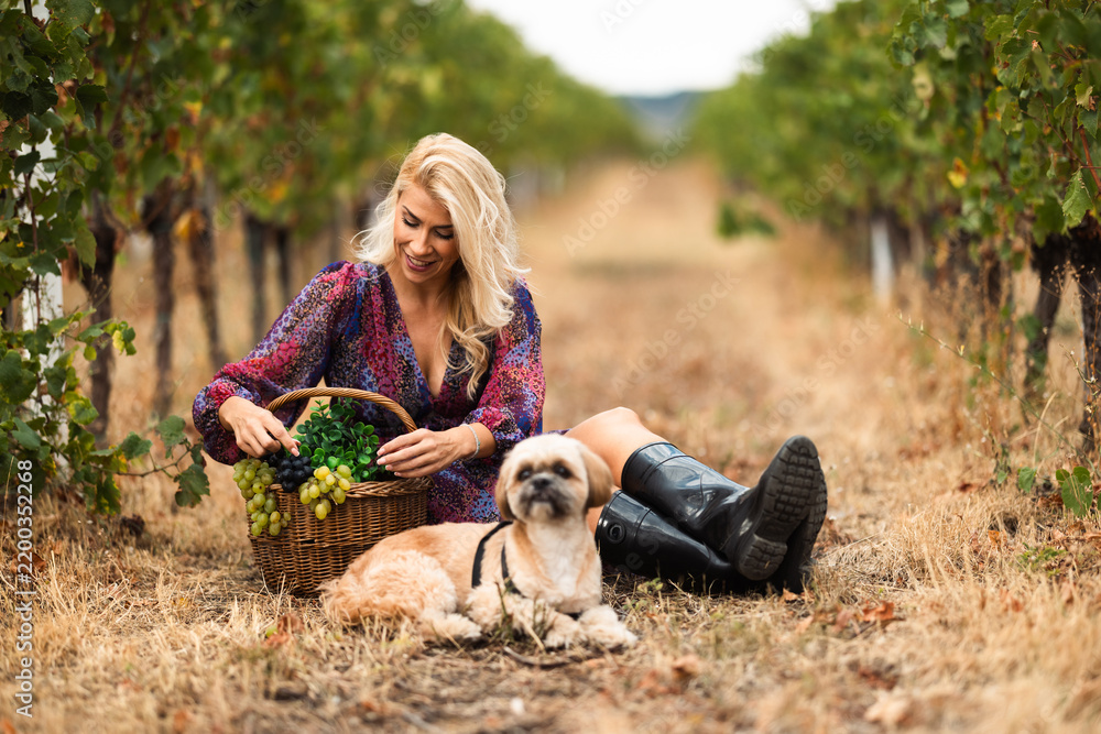 Obraz premium Woman collecting grapes in vineyard with dog sitting beside her