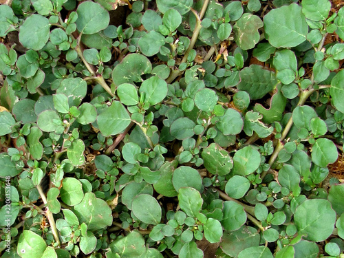 Trianthema portulacastrum or Trianthema plant with flower and buds image