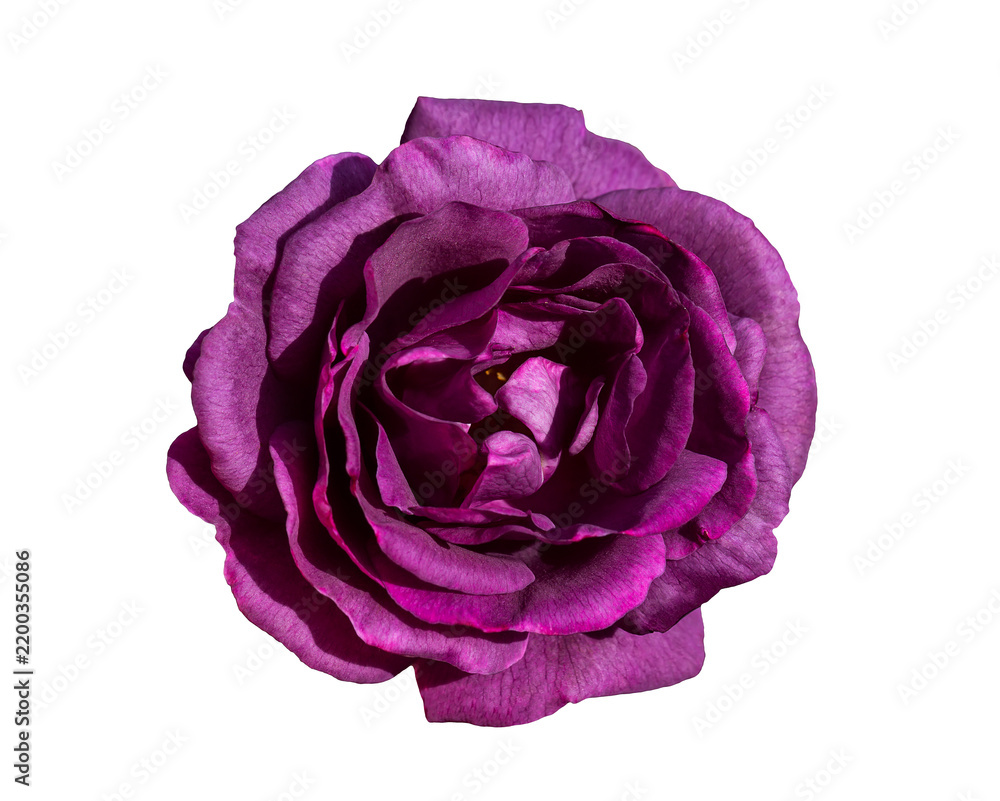 Obraz premium Rich dark purple rose with velvety layered petals isolated against a clean white background.