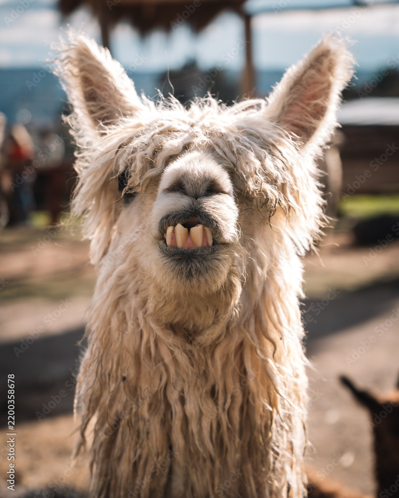 Fototapeta premium Amusing llama headshot with direct eye contact in Peru