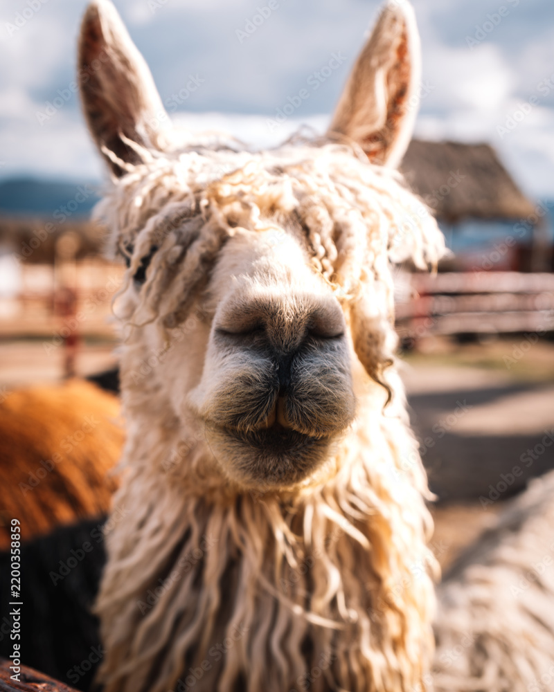 Fototapeta premium Funny llama portrait with a surprised expression in Peru