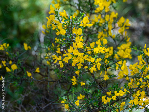 Принти на полотні A close-up view of a blooming gorse bush displaying dense clusters of bright yellow blossoms amidst green leaves and thorny branches