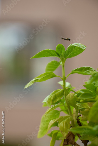 Small flying insect hovers above fresh green basil leaves against a softly blurred background, illustrating garden ecology, insects, plants and natural interaction.