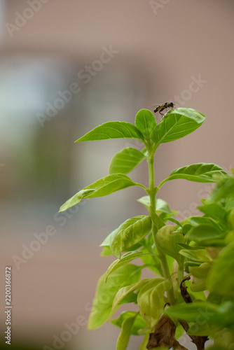Small insect rests on a fresh green basil leaf against a softly blurred background, illustrating garden ecology, biodiversity and interaction between insects and plants.