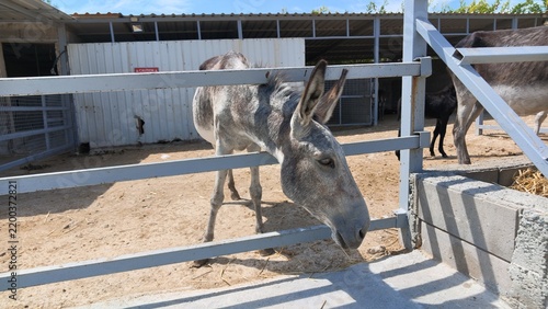 Фотография Donkey standing behind a metal fence at a rural farm enclosure with another donk