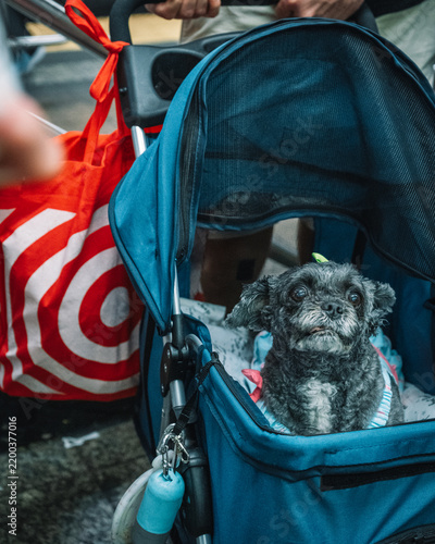 Quirky dog photographed in New York City