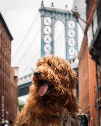 Expressive dog adding character to New York Dumbo Lookout