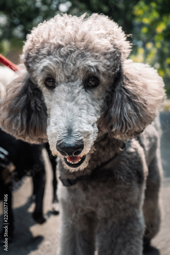 Funny dog posing against a New York City background