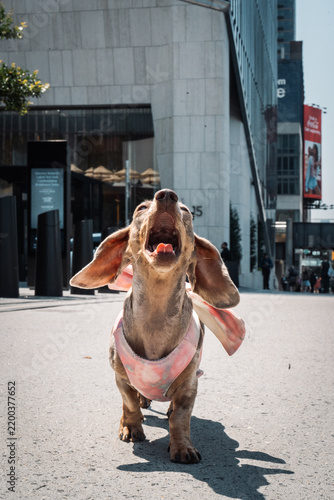 Funny dog portrait in New York City