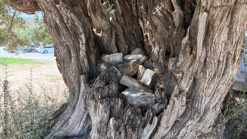 фотографія Close-up of a gnarled olive tree trunk with a natural hollow containing several