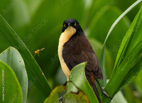 bird on a branch with a bug beside it