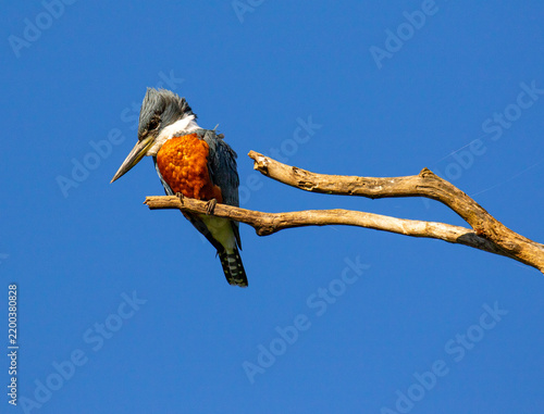 kingfisher on branch