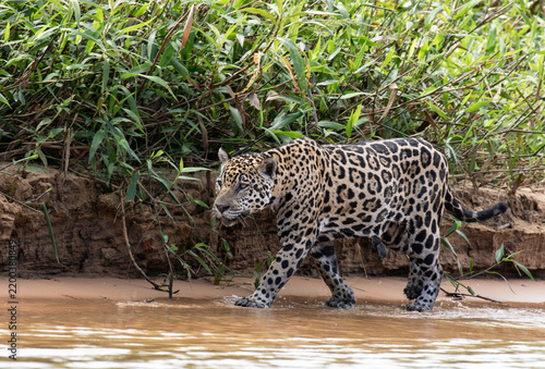 Jaguar on beach