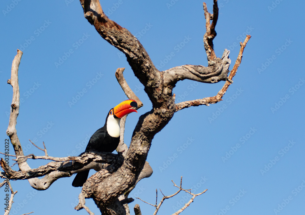 Obraz premium tucan in a tree