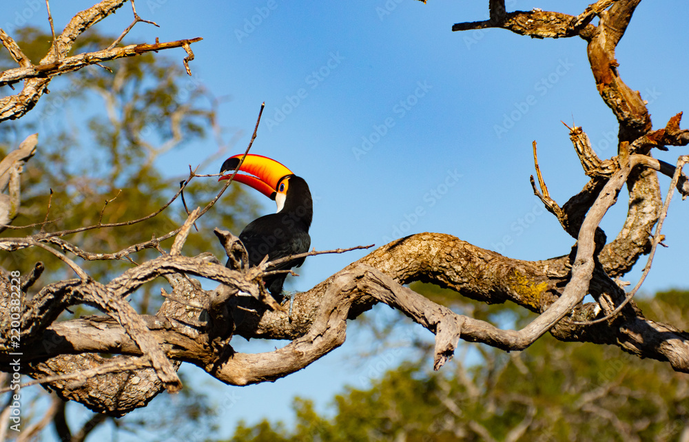 Fototapeta premium tucan