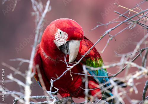 scarlet macaw parrot