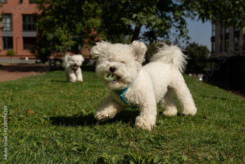 An action shot of two happy male fluffy Bichon Frisé dogs on a green lawn on a sunny day; the front dog holds a ball in its mouth, while the second dog runs toward the camera lens. Pet photography