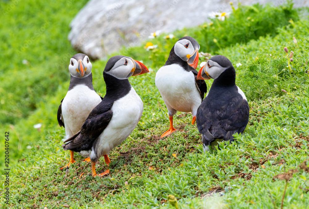 Fototapeta premium Group of four Puffin seabirds having a chat together on grass slope. Sociable wild birds with vibrant orange bills and feet. Saltee Islands, Ireland