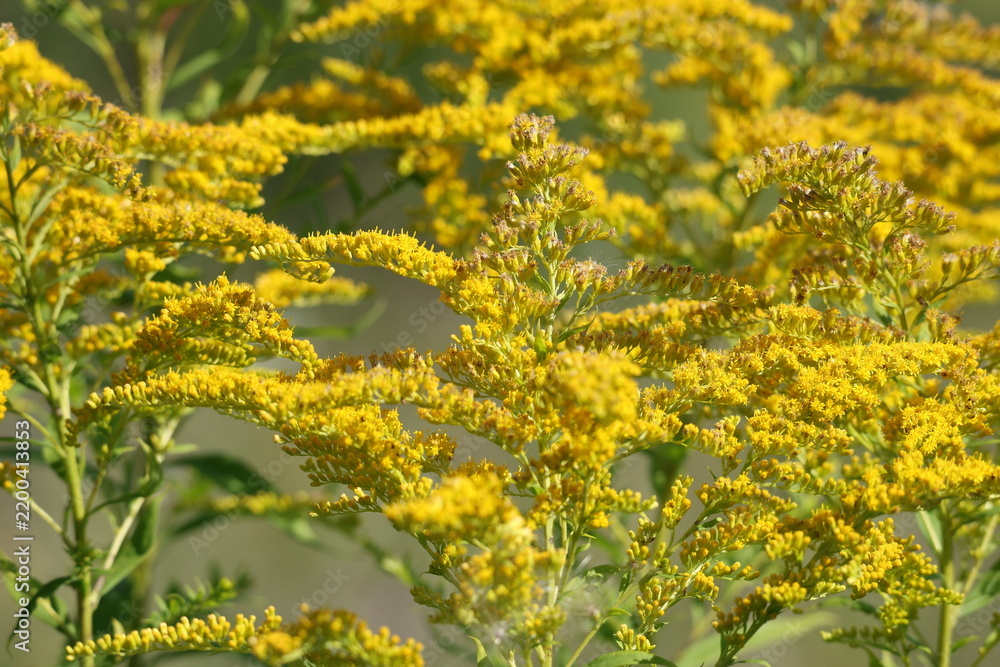 Obraz premium Bright yellow goldenrod flowers blooming in summer