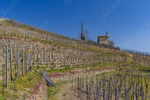 Принти на полотні Grand cru vineyard and Chapel of Saint Christopher, Tain l'Hermitage, Rhone-Alpe