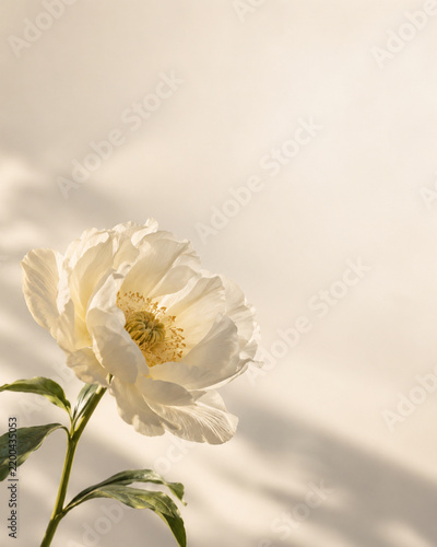Elegant white flower in soft morning sunlight with copy space
