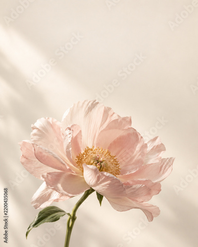 Pale pink flower in bloom on a soft cream background