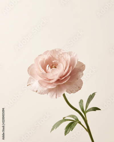Pale pink flower in bloom on a soft cream background