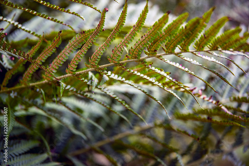 Photography fern in the forest, nacka,sweden,sverige,summer,stockholm
