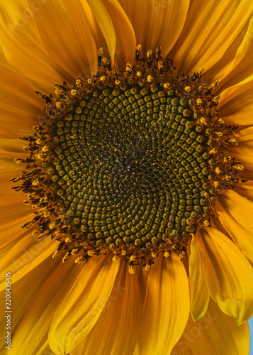 Vertical close up of a bright yellow sunflower head showing detailed fibonacci spiral seeds and vibrant petals. Perfect for mobile wallpapers, botanical covers, eco concepts, and nature designs