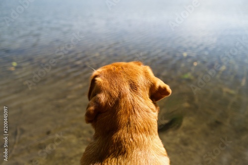 Point of view shot over the head of a golden brown labrador sitting by a calm lake