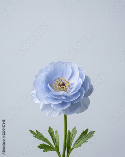 Delicate pale blue flower on a clean cool gray background