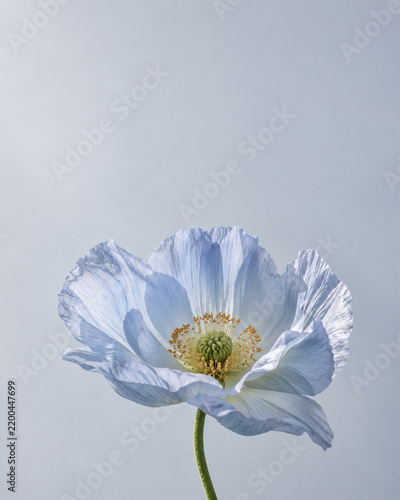 Delicate pale blue flower on a clean cool gray background