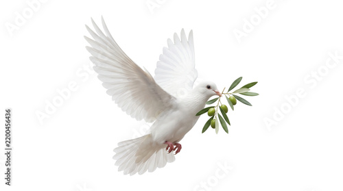 White dove flying with olive branch, symbol of peace and hope for religious and spiritual concepts.