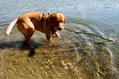 Fotografie Playful brown labrador retriever retrieving a stick in sunny lake water