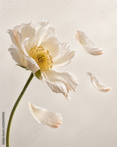 Elegant flower with gently falling petals on a minimal background