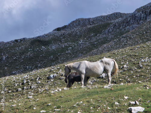 Фотография Wild horses grazing on the rocky slopes of Duchessa Mountains regional park in Lazio, Italy