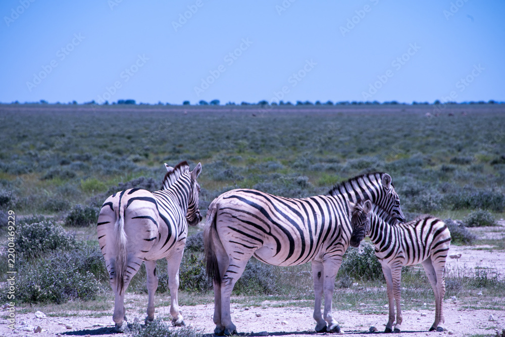 Fototapeta premium A herd of zebras roams the open plains of Etosha National Park, their striking black-and-white patterns standing out against Namibia's sunlit savanna and vast salt-pan landscape.