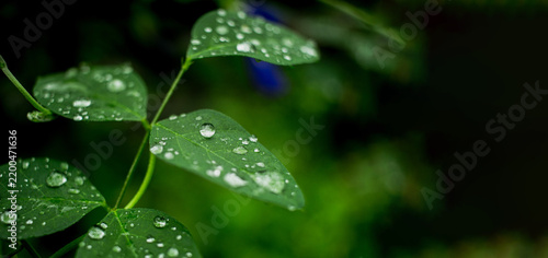 Close up water droplets on a green leaf and blur green nature background